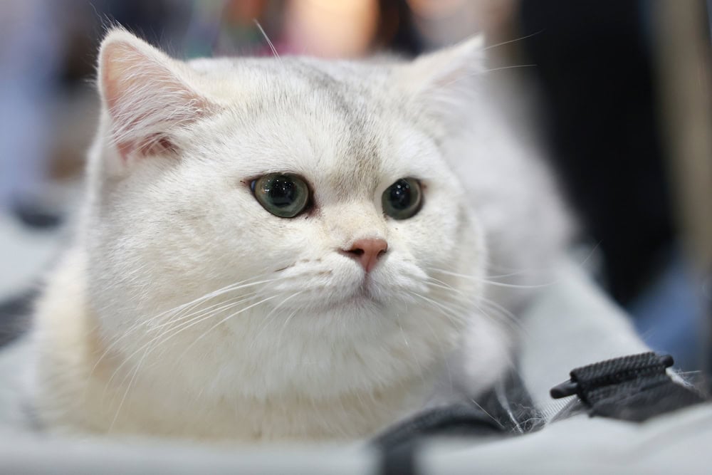 Pet Expo Thailand 2025