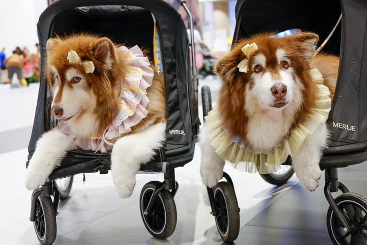 PET EXPO